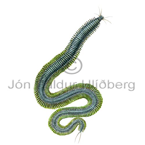 King Ragworm