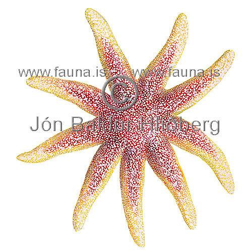 Smooth Sun Star -  Solaster endeca - otherinverebrates - Echinodermata