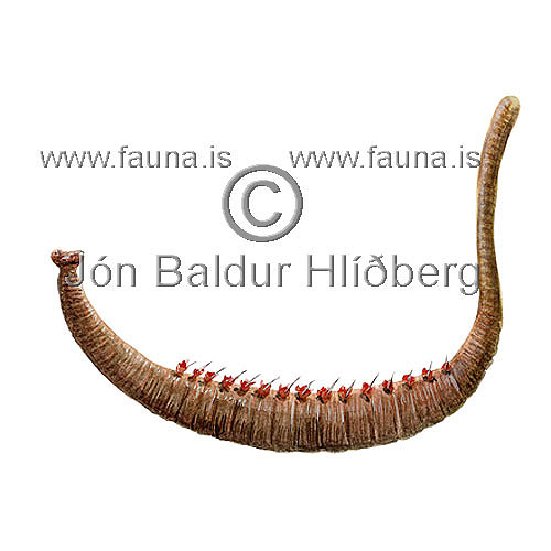 Lugworm - Arenicola marina - otherinverebrates - Annelida