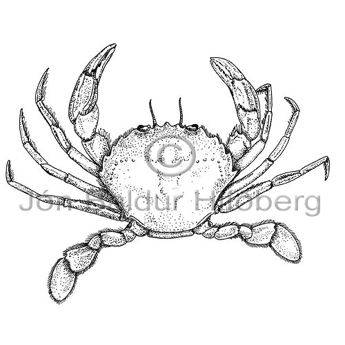Sundkrabbi - Macropipus sp. - krabbadyr - Krabbadr