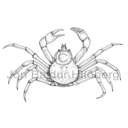Toad Crab - Hyas araneus - Crustaceans - Crustacea