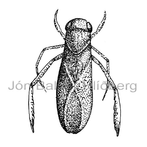 Tjarnatta - Heteroptera sp. - skordyr - Skordr