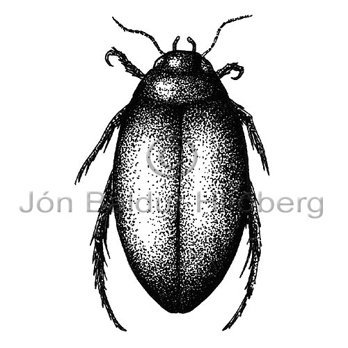 Water beetle - Agabus bipustulatus - Insects - Insecta
