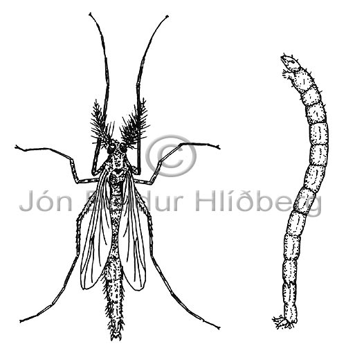 Toppfluga - Chironomus islandicus - skordyr - Skordr
