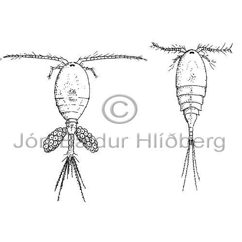 rftlur - Copepoda sp. - krabbadyr - Krabbadr