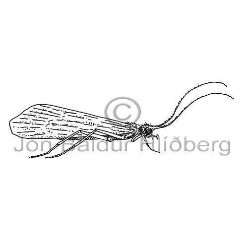 Vorfluga - Trichoptera sp. - skordyr - Skordr