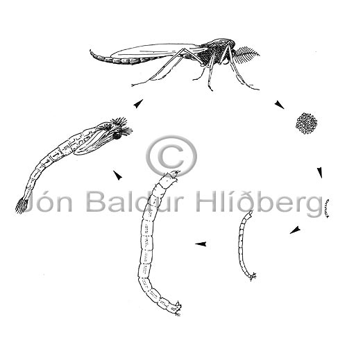 Chironomid Midge sp. - Chironomus islandicus - Insects - Insecta