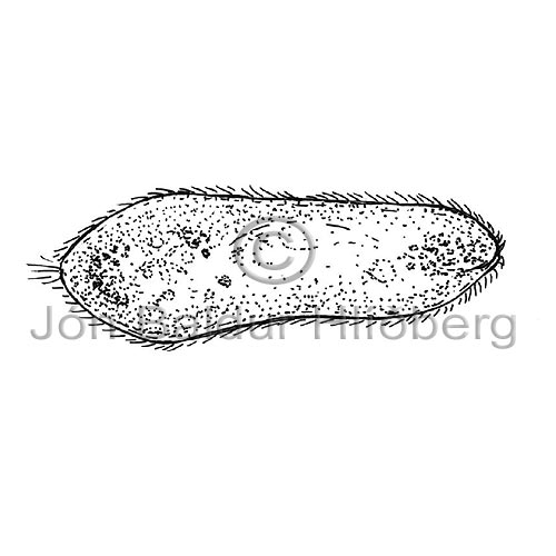 Ildr - Paramecium sp. - adrirhryggleysingjar - Frumdr