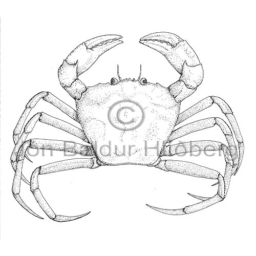  - Caceon affinis - Crustaceans - Crustacea