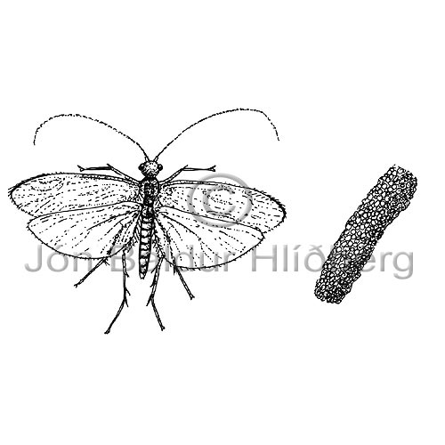 Vorfluga - Trichoptera sp. - skordyr - Skordr