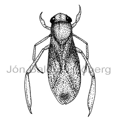 Waterbug, water boatman - Arctocorisa carinata - Insects - Insecta