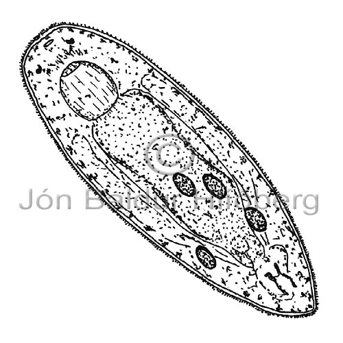 Paramecium - Paramecium - otherinverebrates - Protozoa