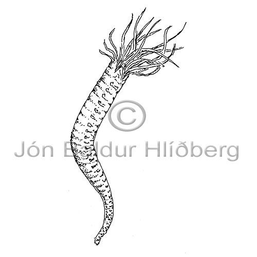Burstaormur - Polychaeta - adrirhryggleysingjar - Liormar