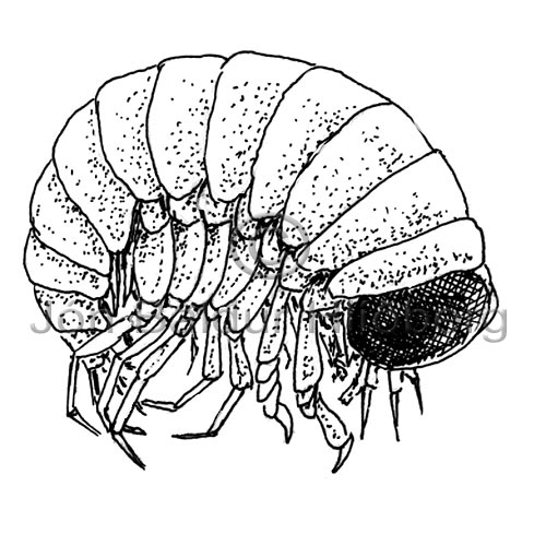 Amphipod - Hyperia - Crustaceans - Crustacea