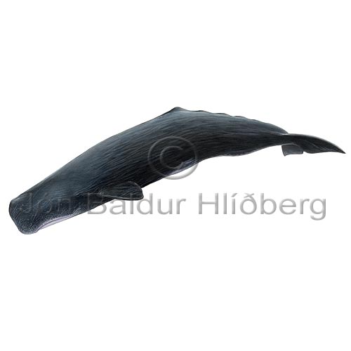 Sperm Whale - Physeter macrocephalus - Whales - Cetacea