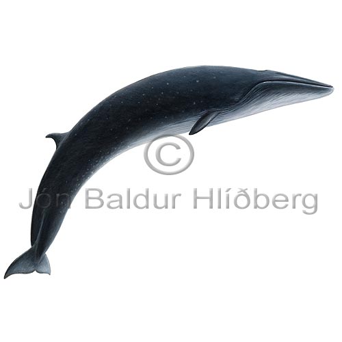Sandreyur - Balanoptera borealis - hvalir - Hvalir