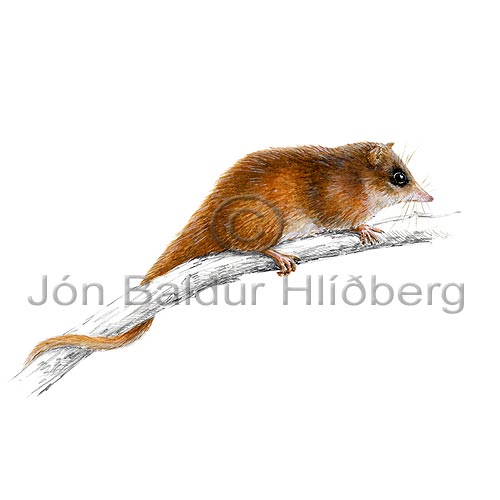 Fjallaposa - Dromiciops australis - Pokadyr - silopokarottur