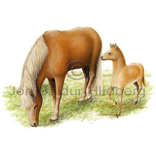 Hestur - Equus caballus - grasbitar - Velji undirflokk