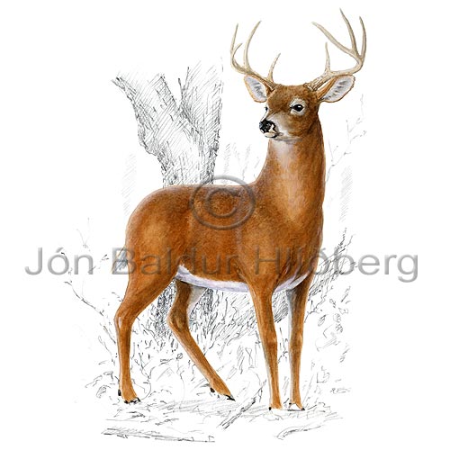 White tail deer - Odocoileus viginianus - Herbivores - Artiodactyla