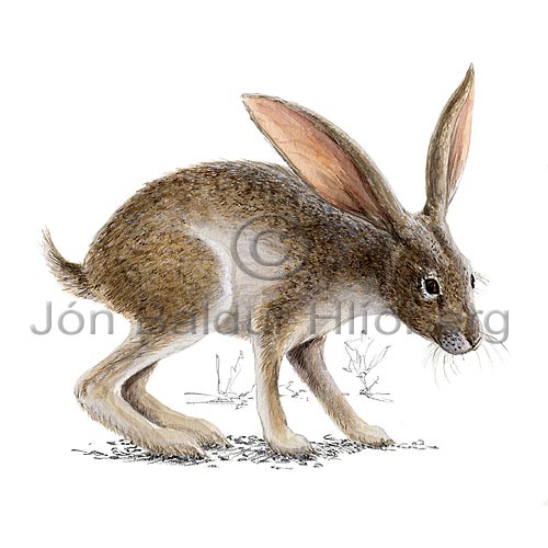Black tailed jack rabbit - Lepus californicus - Herbivores - Lagomorpha