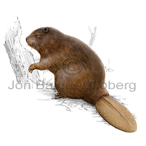 American beaver - Castor canadensis - rodents - Rodentia