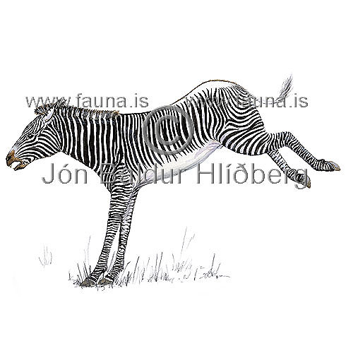 Greifazebra - Equus grevyi - grasbitar - hofdyr