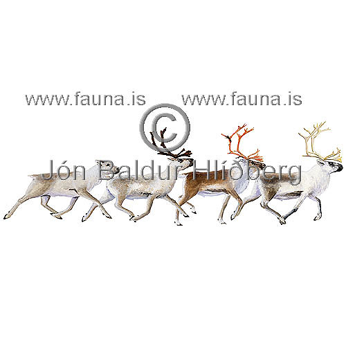 Reindeer - Rangifer tarandus - Herbivores - Artiodactyla