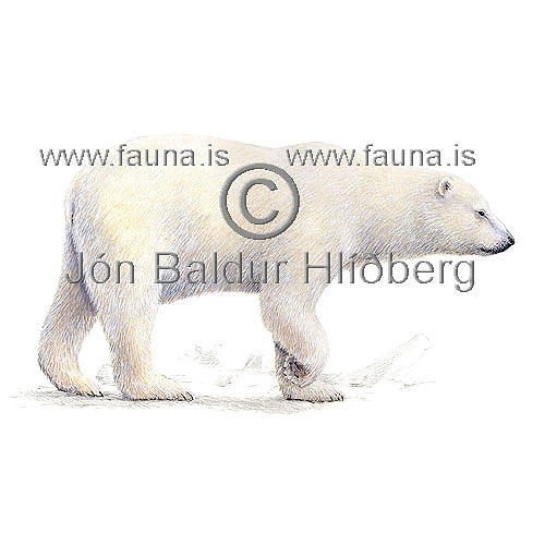 Polar bear - Ursus maritimus - Carnivores - ursidae