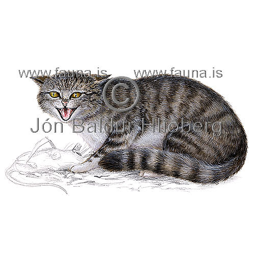 European wild cat - Felis catus - Carnivores - felidae