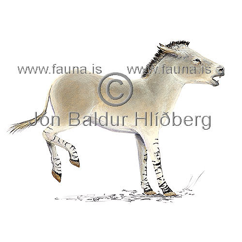 Villiasni - Equus africanus - grasbitar - hofdyr