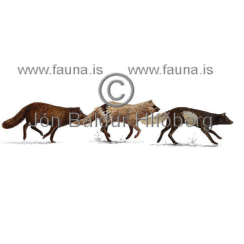 Refur - Alopex lagopus - randyr - hundaaett