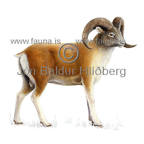 Wild Sheep - Argali - Ovis Ammon - Herbivores - Artiodactyla