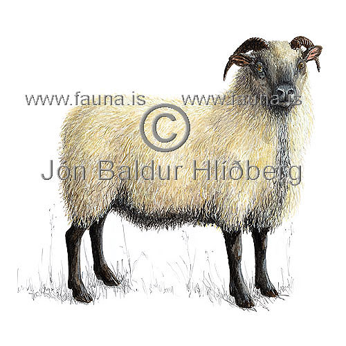 Sheep - Ovis aries - Herbivores - Artiodactyla