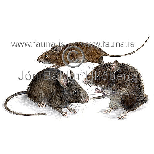 House mouse - Mus musculus - rodents - Rodentia