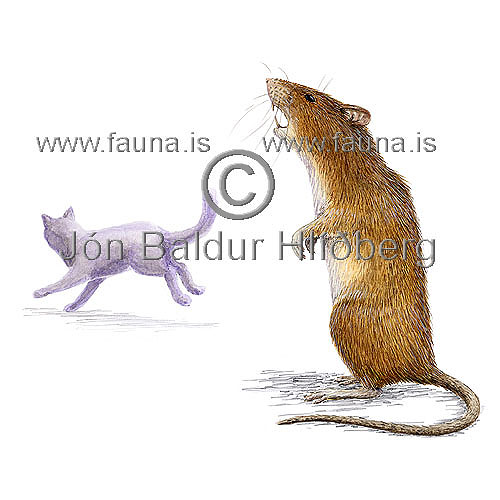 Brown Rat - Rattus norwegicus - rodents - Rodentia