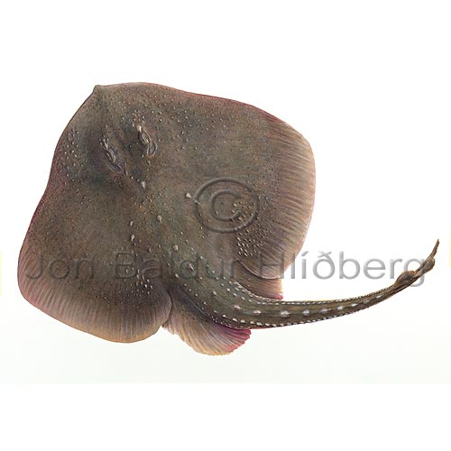 Starry Skate - Amblyraja radiata - skatesandrays - Rajiformes