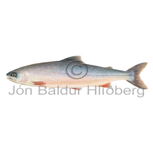 Charr - Salvelinus alpinus - Salmons - Salmoniformes