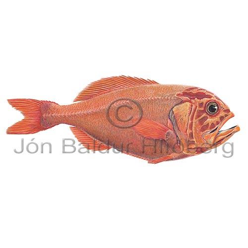 Orange Roughy - Hoplostethus atlanticus - otherfish - Beryciformes