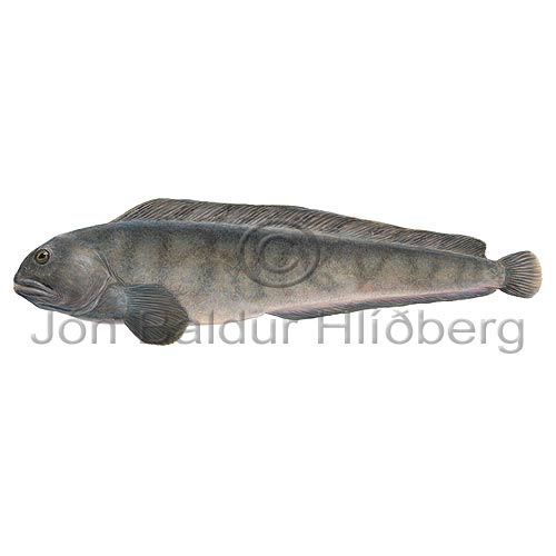 Wolf-fish Catfish - Anarhichas lupus - Perch-likes - Perciformes