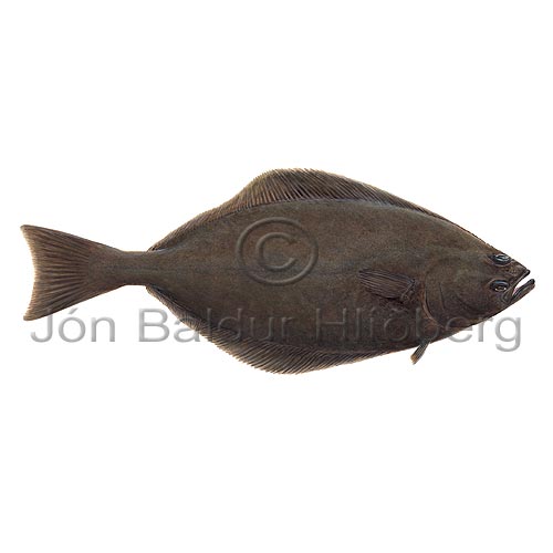 Atlantic halibut - Hippoglossus hippoglossus - Flatfishes - Pleuronectiformes