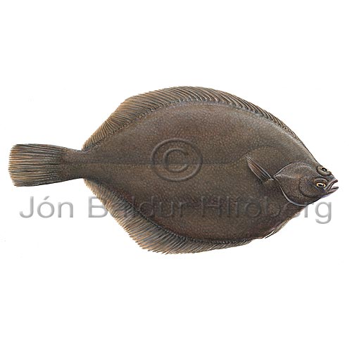 Dab - Limanda limanda - Flatfishes - Pleuronectiformes