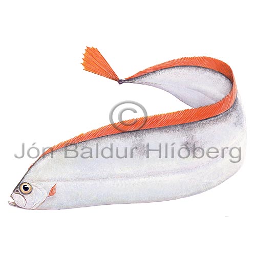 Deal Fish - Trachipterus arcticus - otherfish - Lampriformes