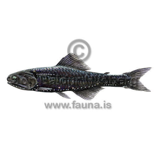 Kroeyers Lanternfish - Notoscopelus kroyerii - otherfish - Myctophiformes