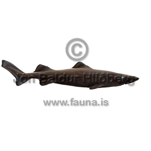 Longnose Velvet Dogfish - Centroscymnus crepidater - Sharks - Squaliformes