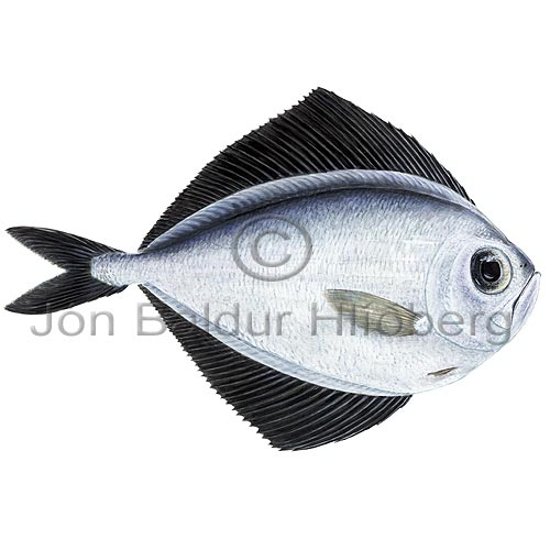 Atlantic Fanfish - Pterycombus brama - Perch-likes - Perciformes