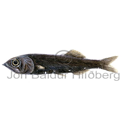 Bigeye Searsid - Holtbyrnia macrops - otherfish - Osmeriformes