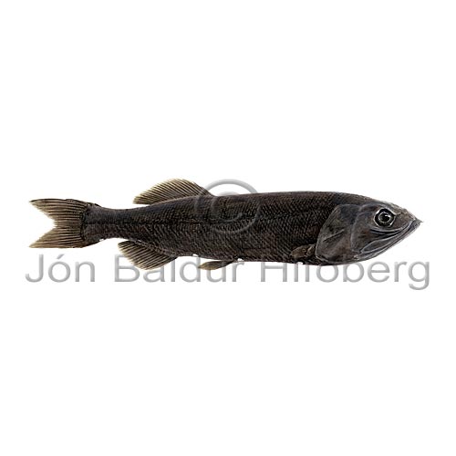 Bighead Searsid - Holtbyrnia anomala - otherfish - Osmeriformes
