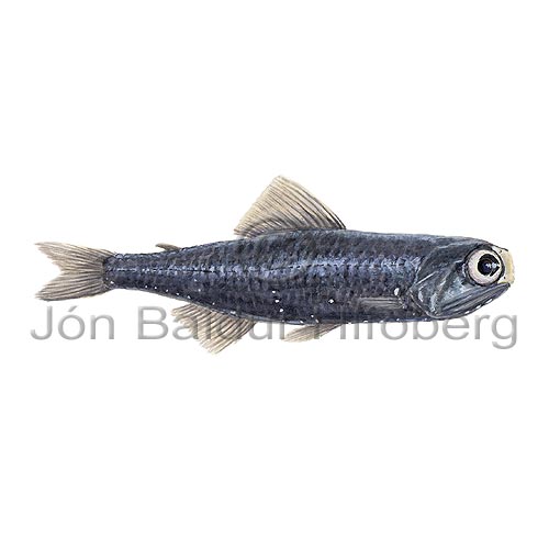 Headlight Fish - Diaphus effulgens - otherfish - Myctophiformes