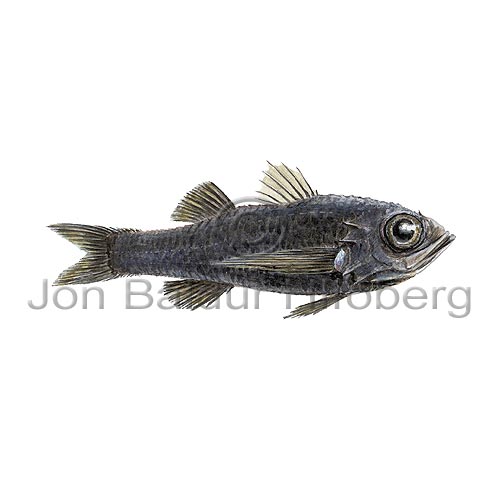 Temparate Bass - Howella sherborni - Perch-likes - Perciformes