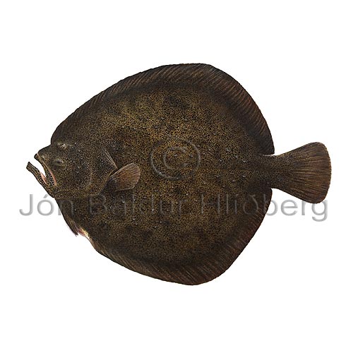 Turbot - Psetta maxima - Flatfishes - Pleuronectiformes